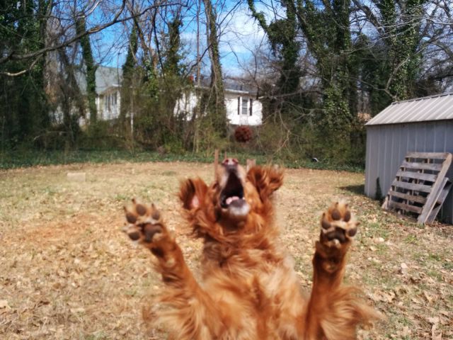 Content Image