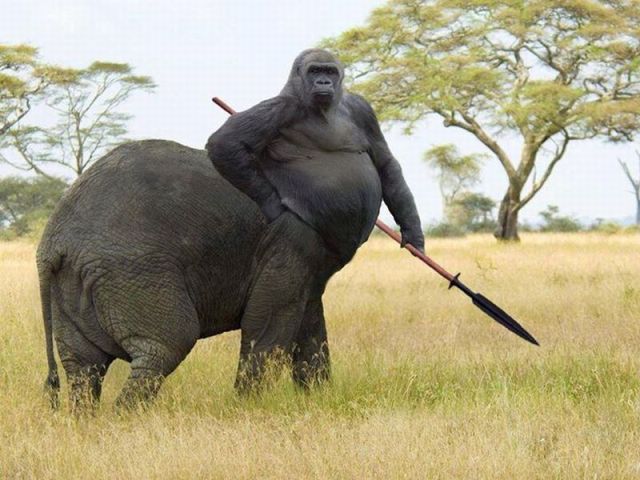 Content Image