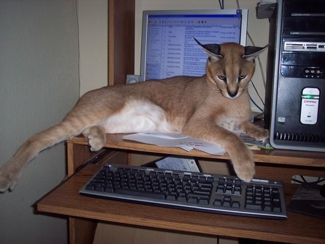 Content Image