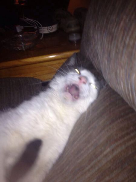 Content Image