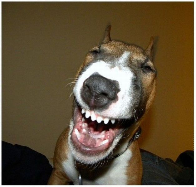Morning Picdump