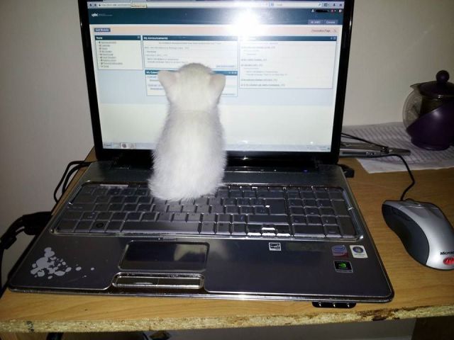 Content Image
