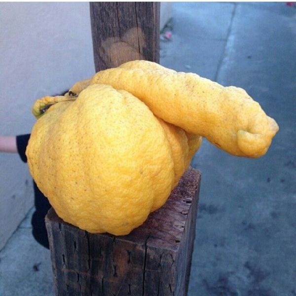 Content Image
