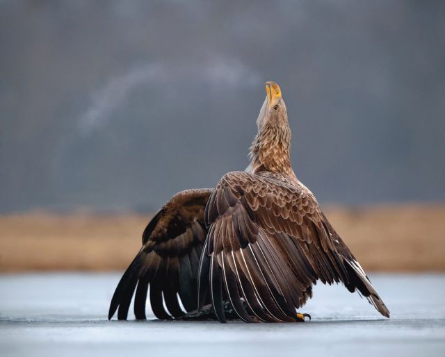 Daily Picdump [WEEKEND EDITION]