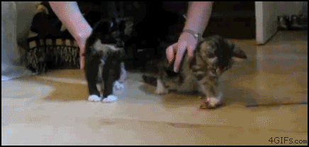 GIFs Get More Awesome When You Combine Them
