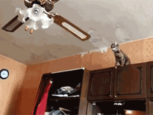 GIFs Get More Awesome When You Combine Them