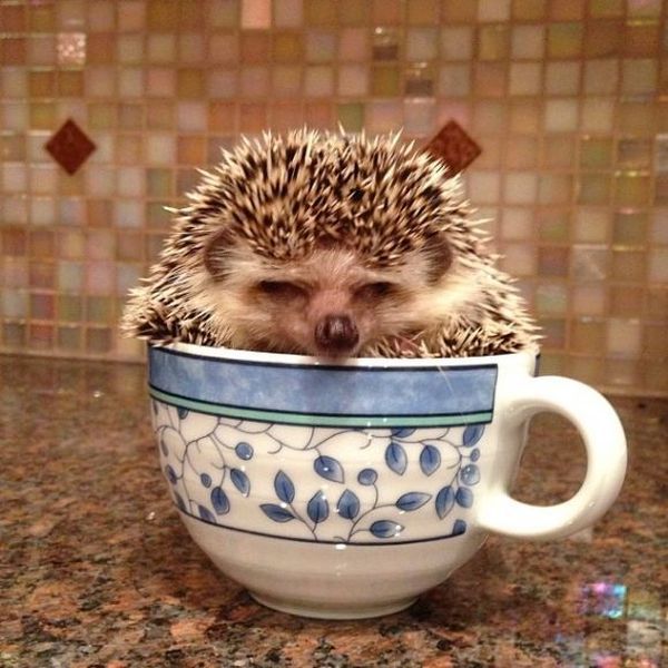 Morning Picdump