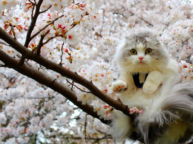 Morning Picdump