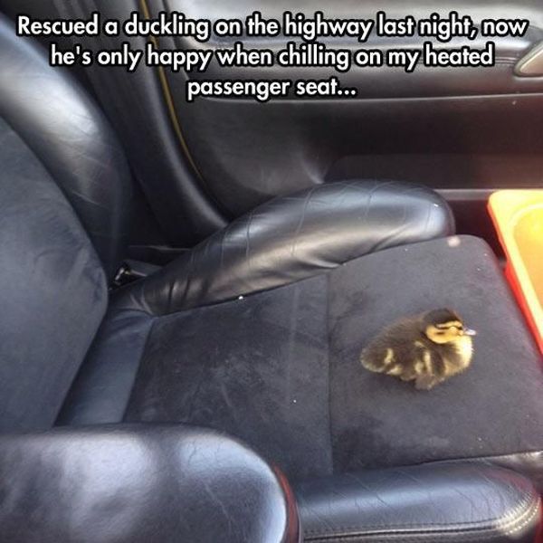 Content Image