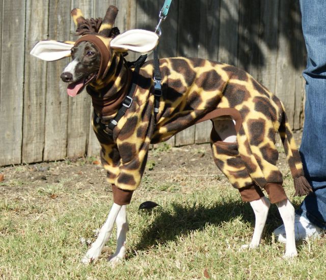 Content Image