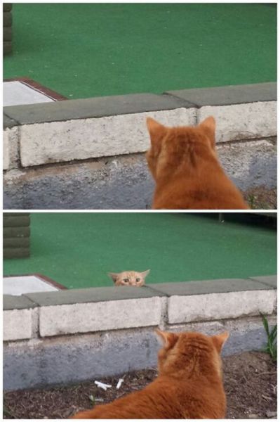 Content Image