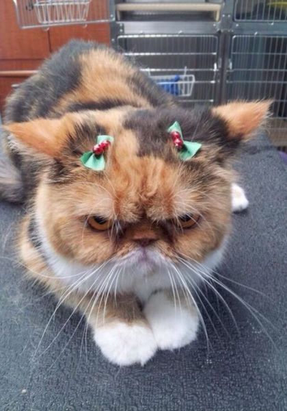 Content Image