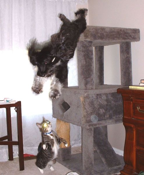 Content Image