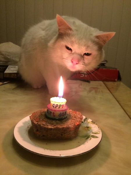 Content Image