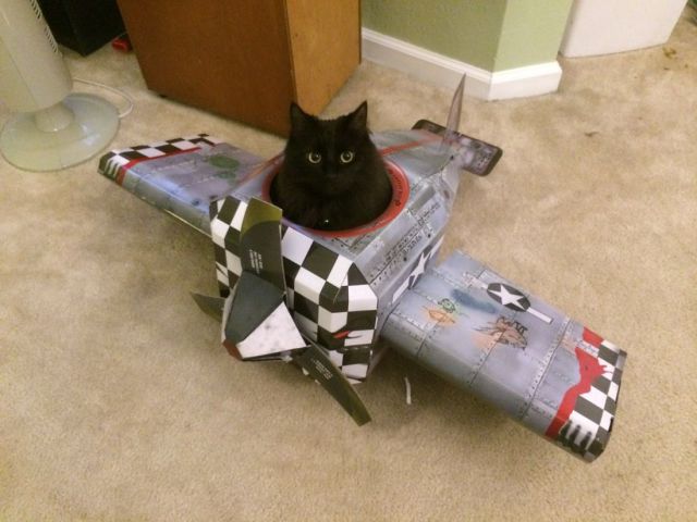 Content Image