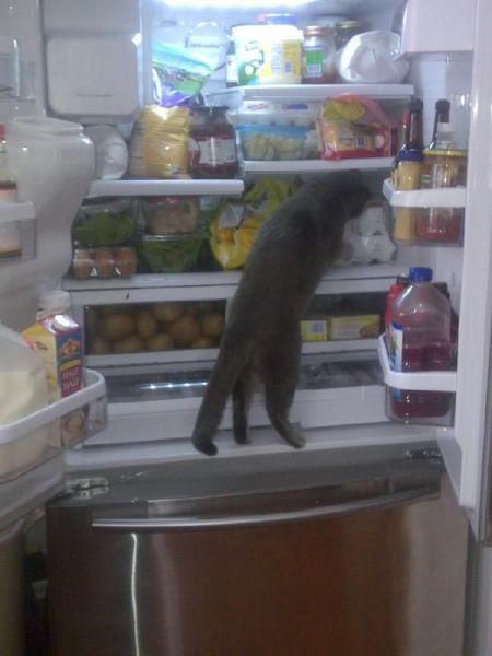 Content Image