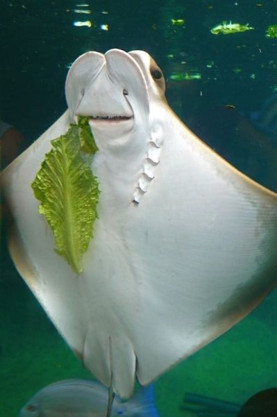 Content Image