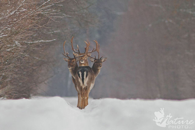 Brilliant Timing Creates Epic Photos