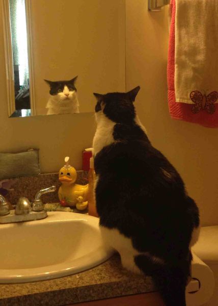 Content Image