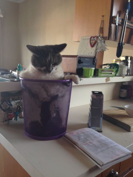 Morning Picdump