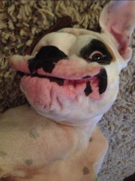 Content Image