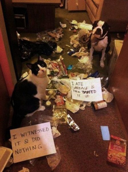 Morning Picdump