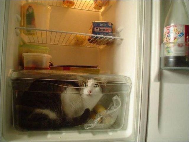 Content Image
