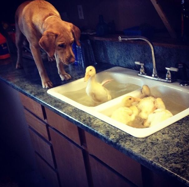 Content Image