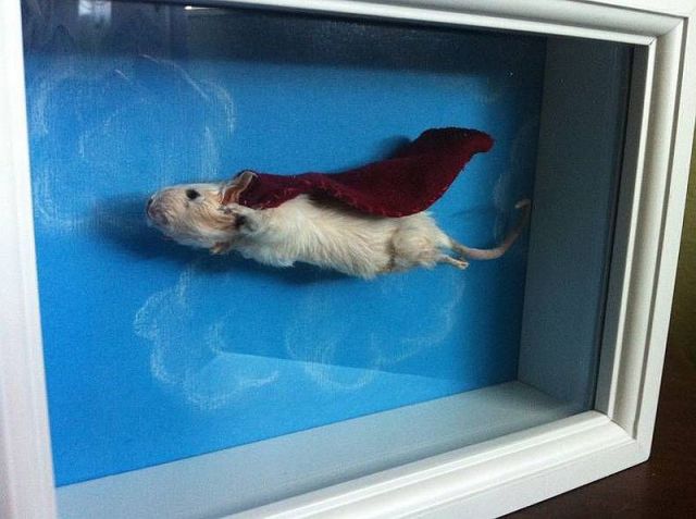 Content Image