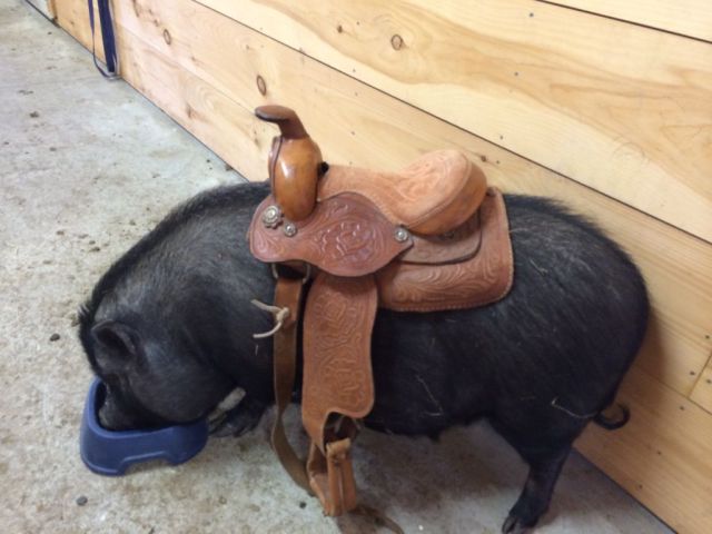 Content Image