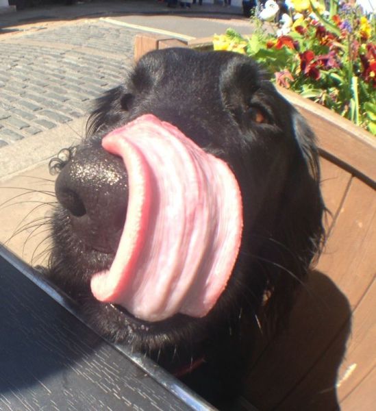 Content Image