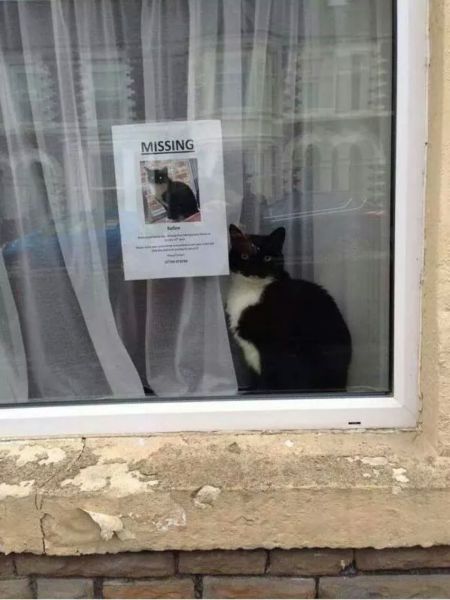 Content Image