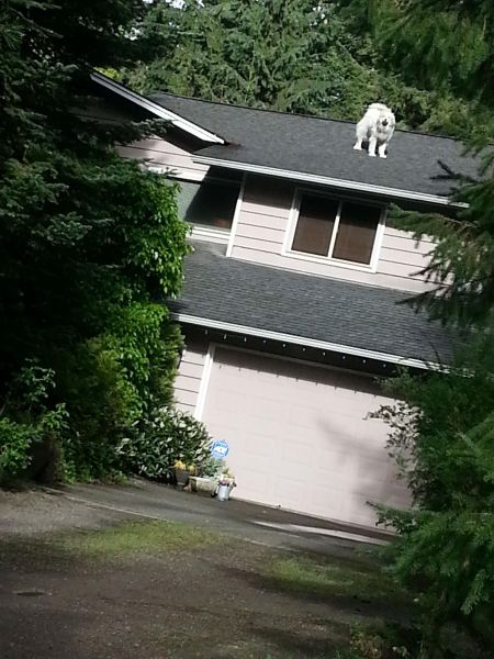 Content Image