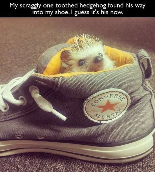 Content Image