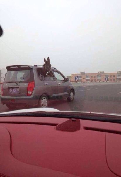 Funny Picdump
