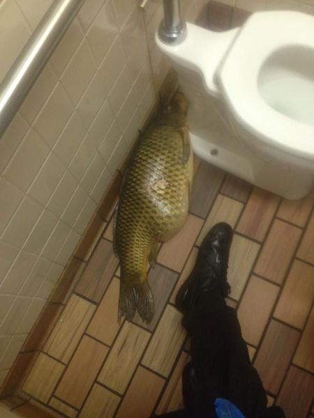 Content Image
