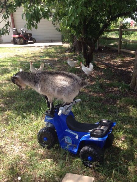 Content Image