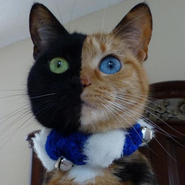 Content Image