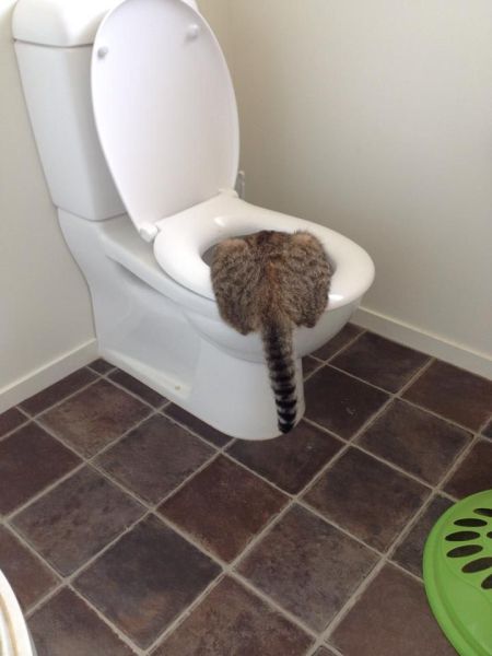 Content Image