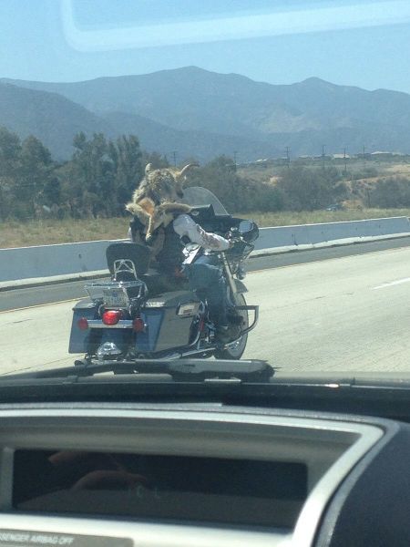 Morning Picdump