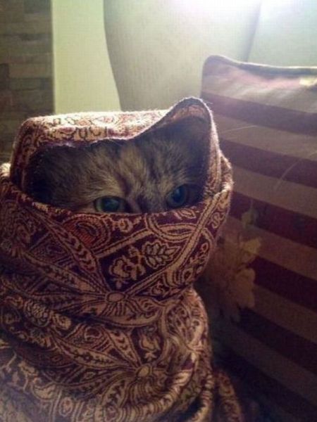 Morning Picdump