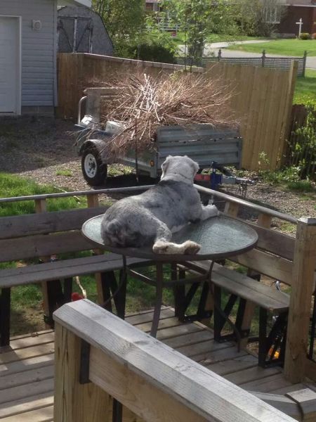 Daily Picdump