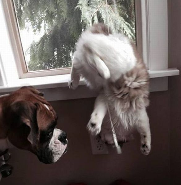 Daily Picdump