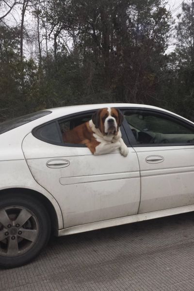Content Image