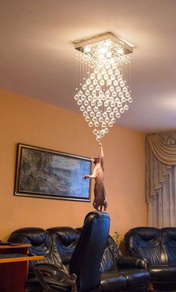 Content Image