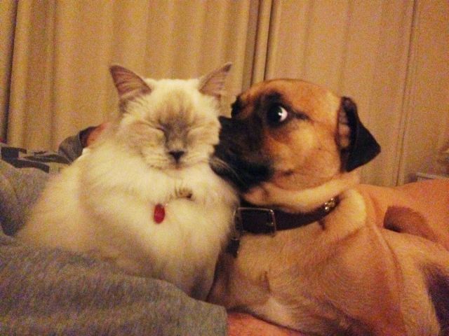 Content Image