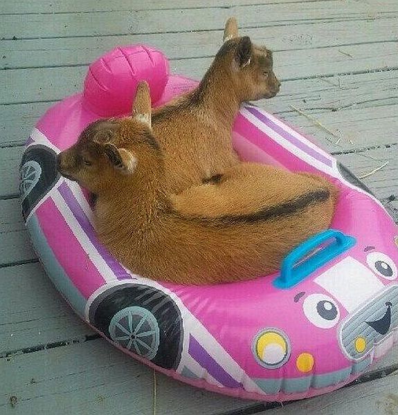 Content Image