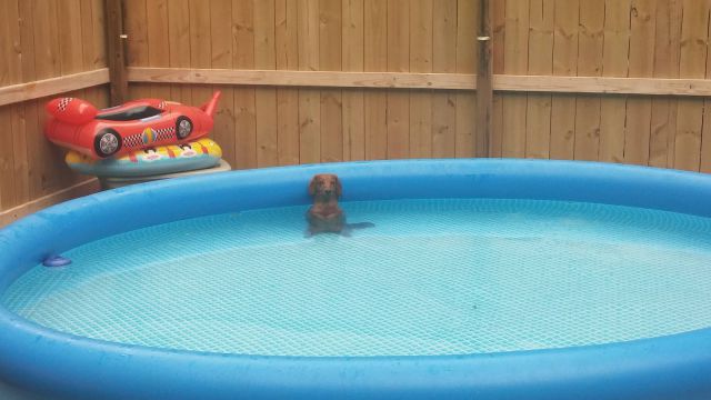 Content Image