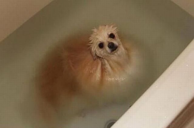 Content Image