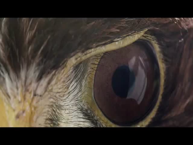 Rufus, the Security Guard Hawk That Scares Pigeons Away 